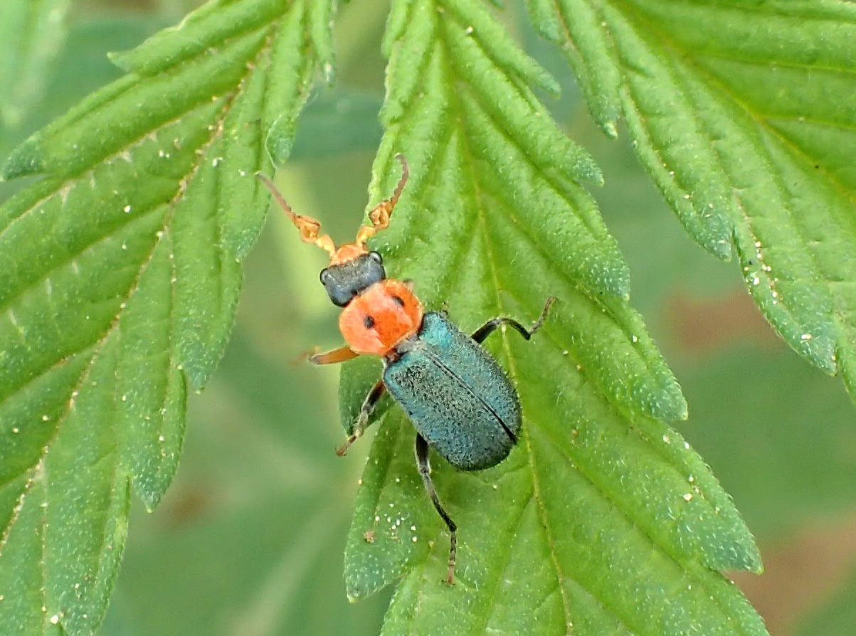 Two-spotted Collops Beetle